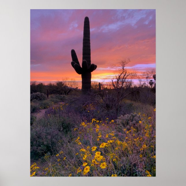 Poster Saguaro Cactus coucher de soleil Arizona Photo (Devant)