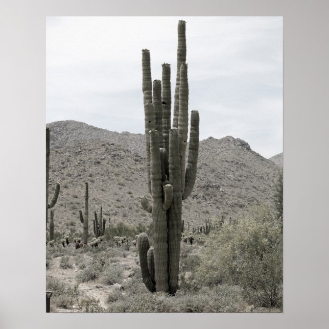 Poster Saguaro Cactus dans le désert de l'Arizona Bas sam (Devant)