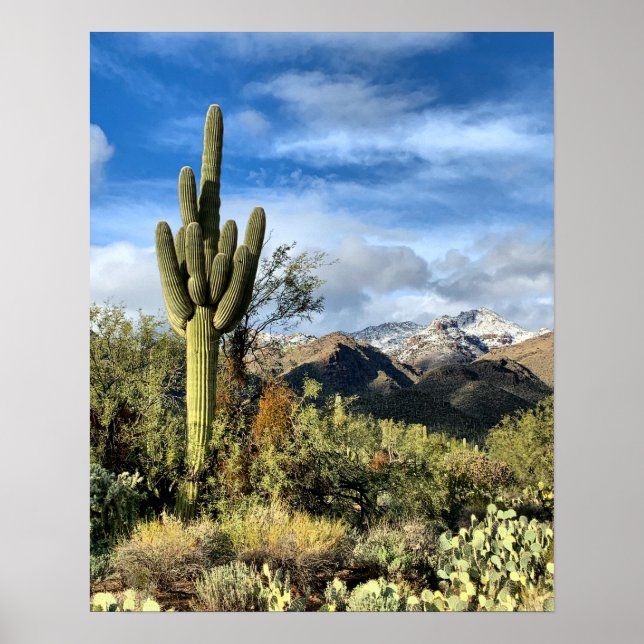 Poster Saguaro Cactus hiver Arizona Photo (Devant)