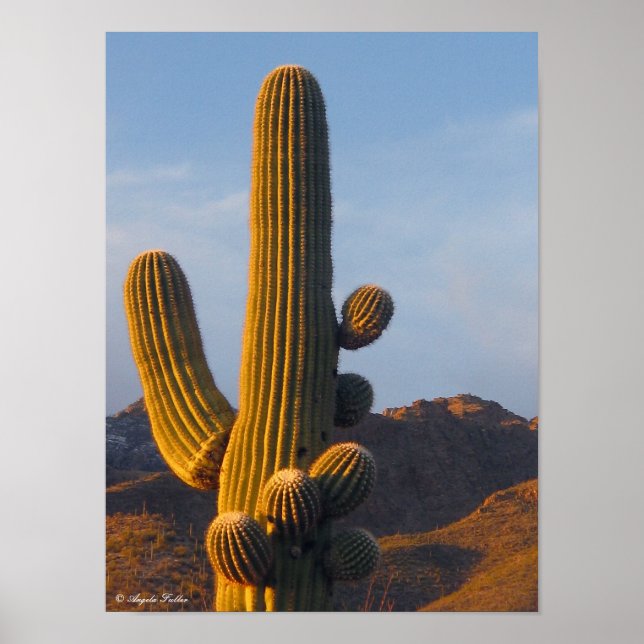 Poster Saguaro du désert éclairé (Devant)