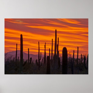 Poster Saguaro, sunset, Saguaro National Park