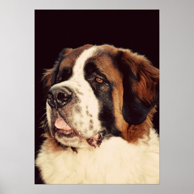 Poster Saint Bernard (Devant)