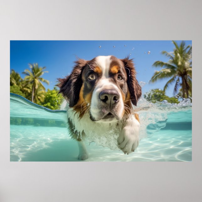 Poster Saint Bernard Animaux Chien Animaux Plaisir Jouer (Devant)