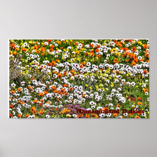 Poster Saison Namaqualand Daisies (Devant)