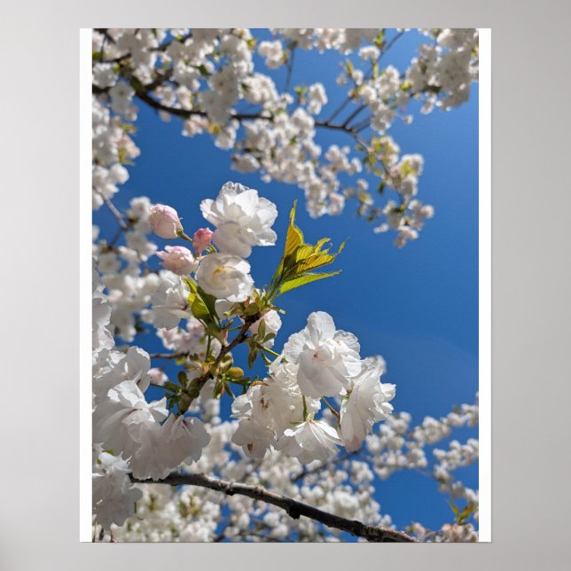 Poster Sakura Blanche H.G. (Devant)