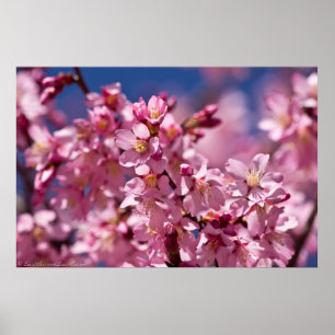 Poster Sakura Cerry Blossoms Baisés Par Le Soleil