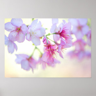Poster Sakura Cerry Blossoms rose et blanc Floral