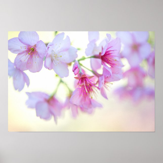 Poster Sakura Cerry Blossoms rose et blanc Floral (Devant)