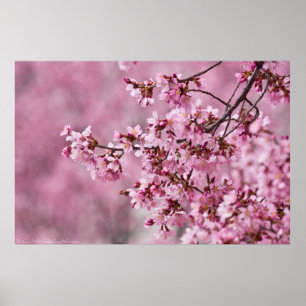 Poster Sakura Cherry Blossoms Pastel Pink Layers