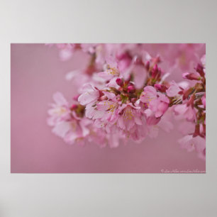 Poster Sakura Cherry Blossoms rose pâle Réflexions