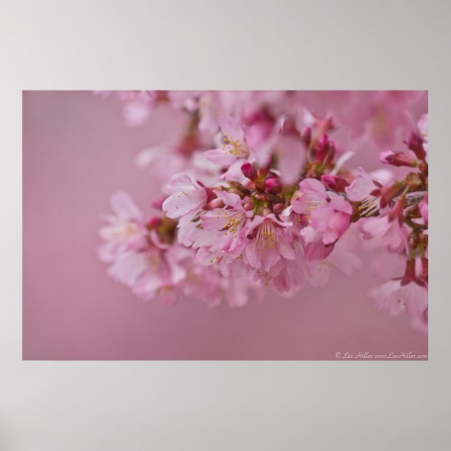 Poster Sakura Cherry Blossoms rose pâle Réflexions (Devant)