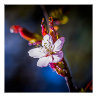 Sakura - Fleur de cerise japonaise