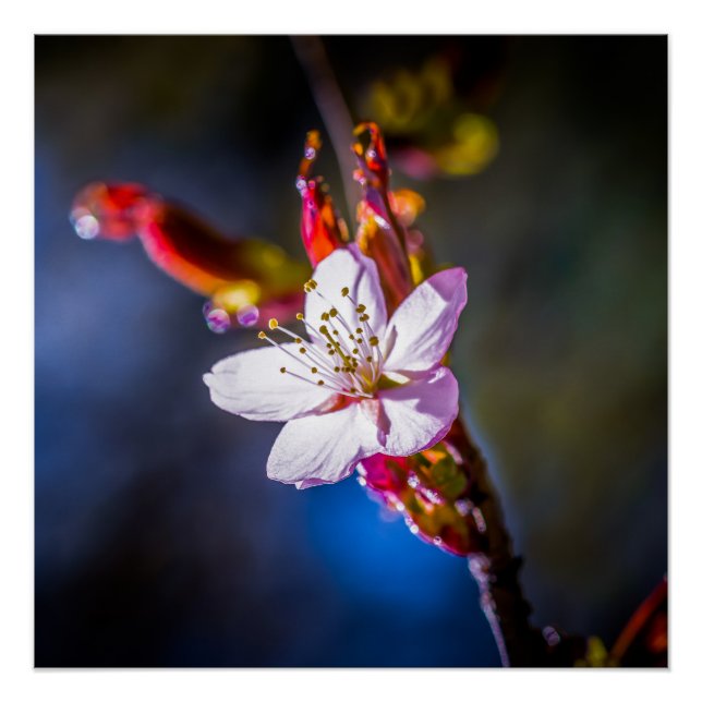 Poster Sakura - Fleur de cerise japonaise (Devant)