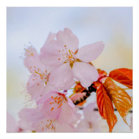 Sakura - Fleur de cerisier japonaise