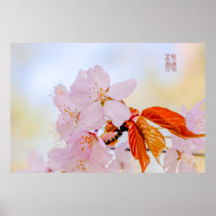 Poster Sakura - Fleur de cerisier japonaise