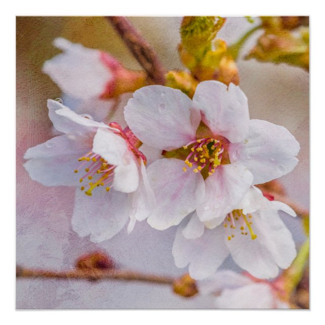 Poster Sakura - Fleur de cerisier japonaise (Devant)