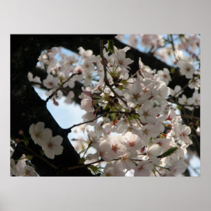 Poster Sakura (fleurs de cerisier)