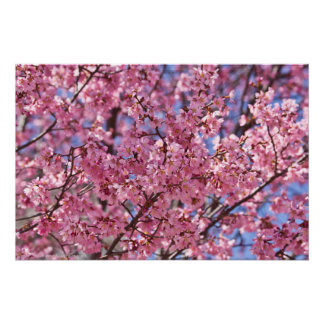 Poster Sakura Pink Cherry Blossom Sky