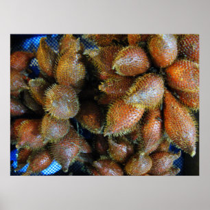 Poster Salak [Fruit de serpent]