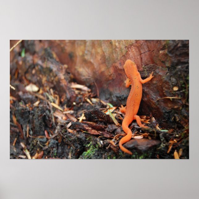 Poster Salamander orange (Devant)