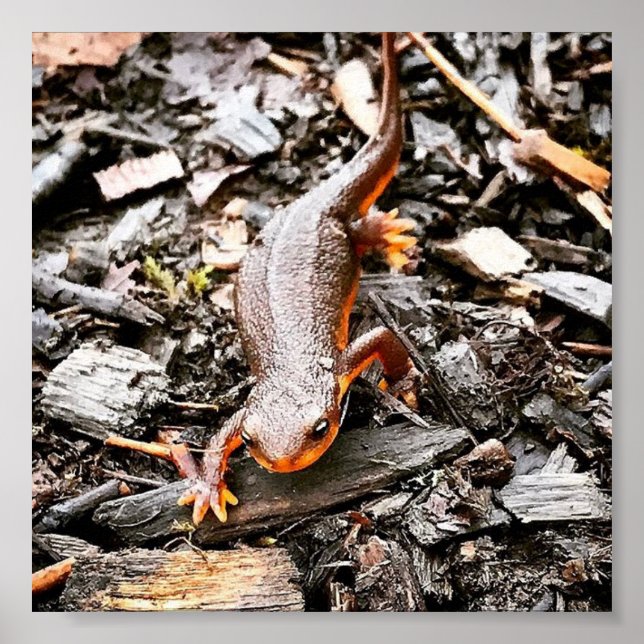 Poster Salamandre dans la forêt, Oregon (Devant)