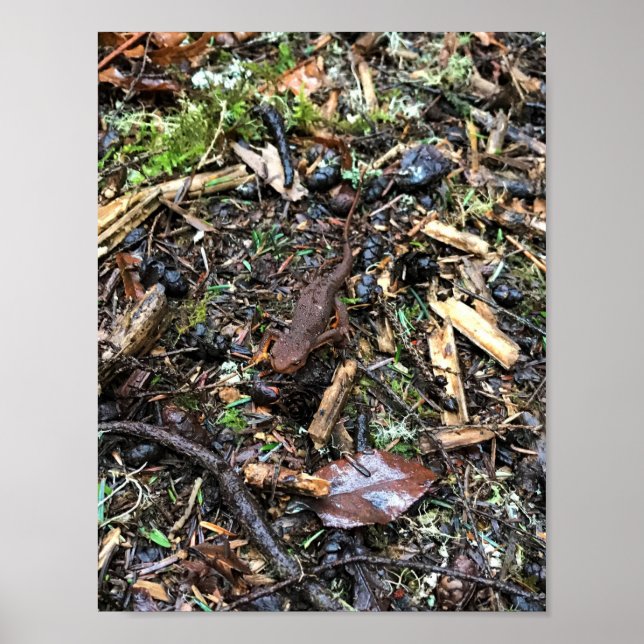 Poster Salamandre dans la forêt, Washington (Devant)