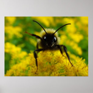 Poster Salut au public