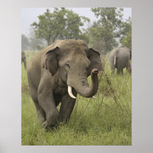 Poster Salutation des éléphants d'Asie indienne