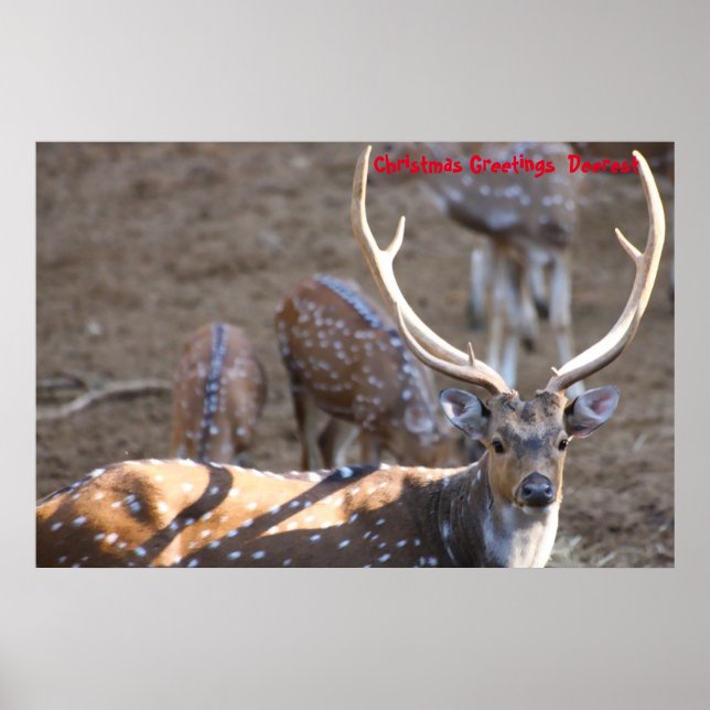 Poster Salutations de Noël (Devant)