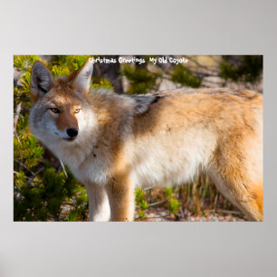 Poster Salutations de Noël Mon Vieux Coyote