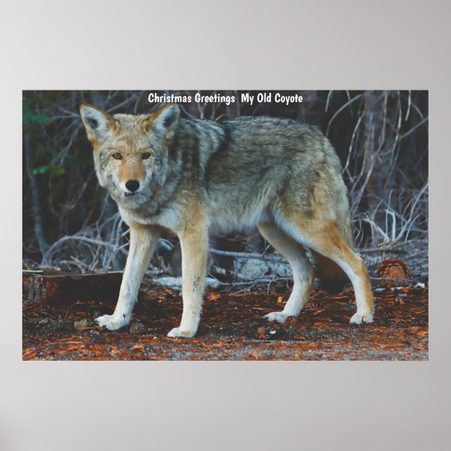 Poster Salutations de Noël Mon Vieux Coyote (Devant)