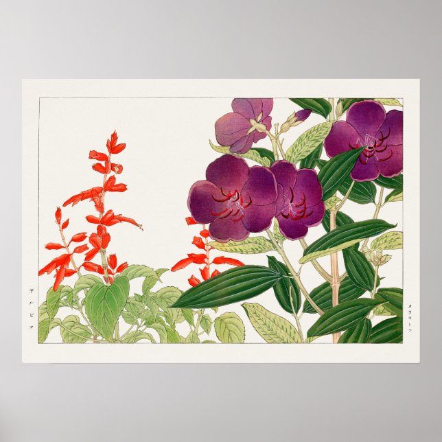 Poster Salvia rouge et Melastoma violette par Tanigami Ko (Devant)