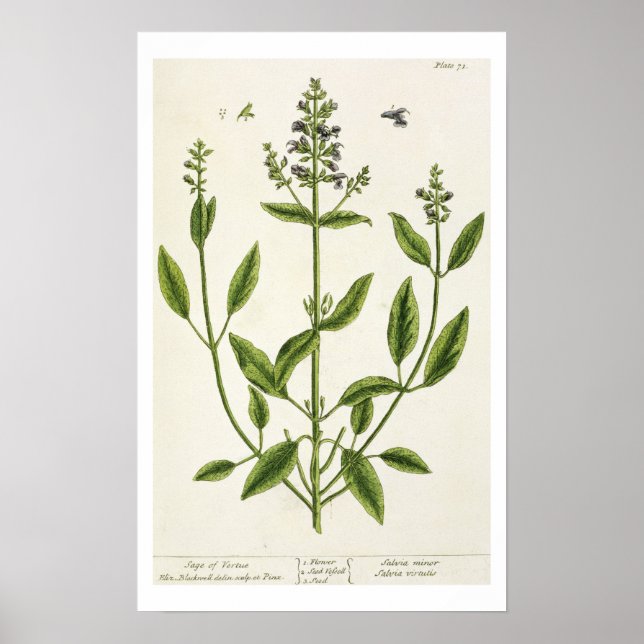 Poster Salviam de 'A Curious Herbal', 1782 (couleur engr. (Devant)