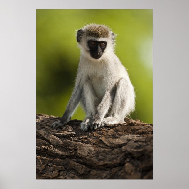 Poster Samburu Game Reserve, Kenya, Vervet Monkey, (Devant)