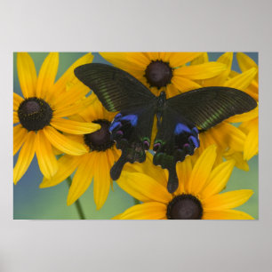 Poster Sammamish Washington Photo de Butterfly 22