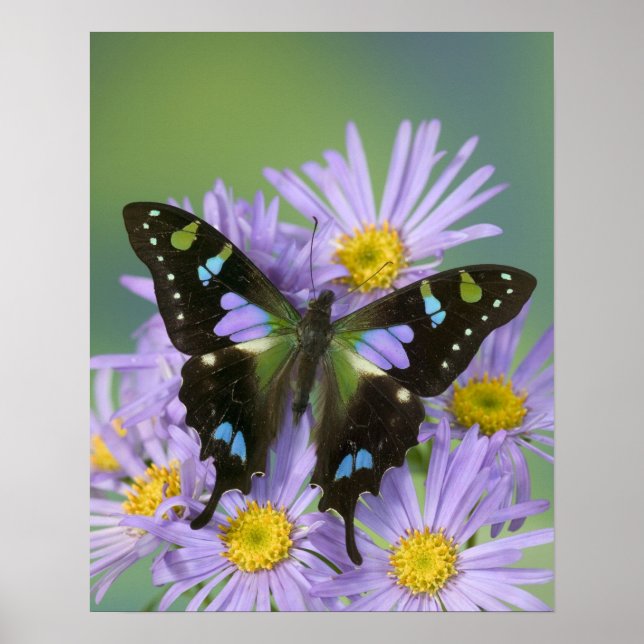 Poster Sammamish Washington Photo de Papillon sur 4 (Devant)
