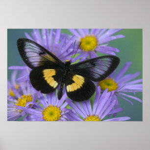 Poster Sammamish Washington Photographie de papillon
