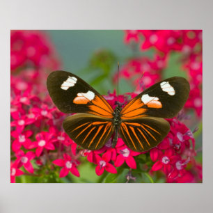 Poster Sammamish Washington Photographie d'un papillon su