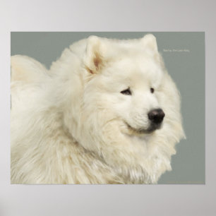 Poster Samoyed 19" x 13", Papier lourd d'archives
