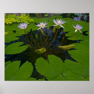 Poster San Francisco Californie Golden Gate Park et