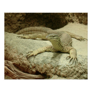 Poster Sand goanna
