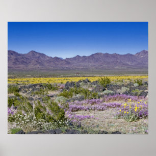 Poster Sand Verbena & Desert Gold à Amboy Crater, CA,