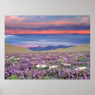 Poster Sand Verbena & Dune Primrose Fleurs sauvages au co