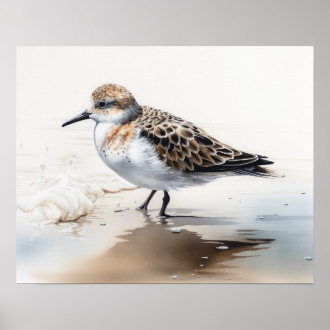Poster Sanderling Bird Art Imprimer l'affiche (Devant)