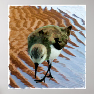 Poster Sandpiper à la plage