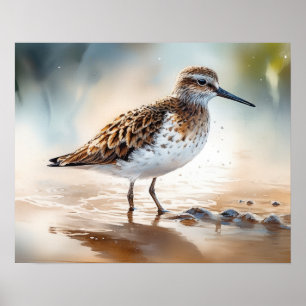 Poster Sandpiper Bird Art Imprimer l'affiche