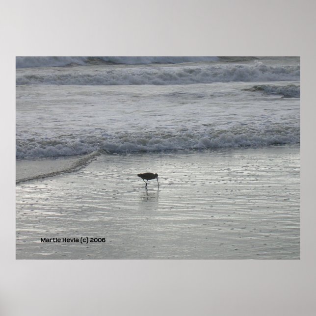 Poster Sandpiper solitaire à Watsonville Beach (Devant)