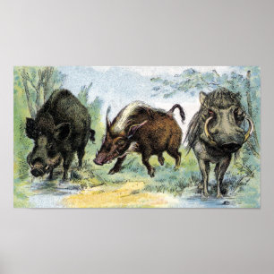 Poster Sangliers
