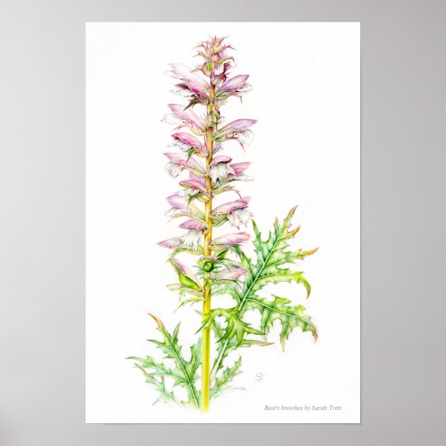Poster Sangsues d'ours Acanthus mollis aquarelle art (Devant)