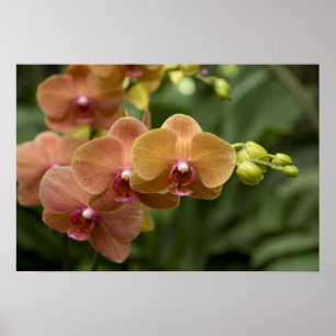 Poster Sanskrit de Singapour pour Lion City). National 2